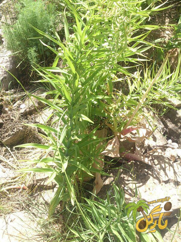 مهرسلیمان دانه قرمز - معرفی گیاهان بومی ایران